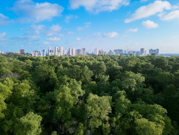 L'harmonie des foires : Chronique musicale et atmosphérique